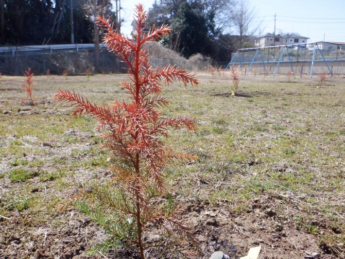 脱炭素チャレンジ広場に植樹されたスギの苗木の様子