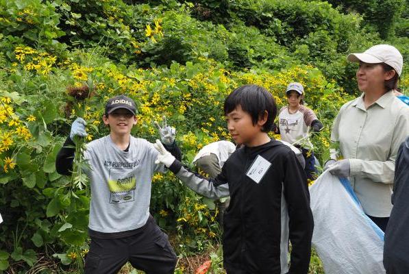 オオハンゴンソウの除去作業を行っているこどもたち