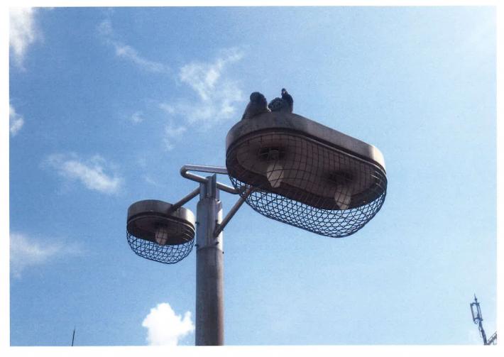 街灯の上にとまる1羽のハトを下から見た写真