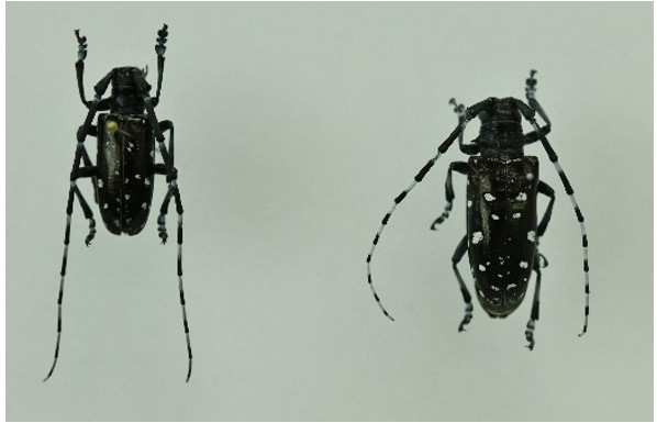 ツヤハダゴマダラカミキリ成体雌雄写真