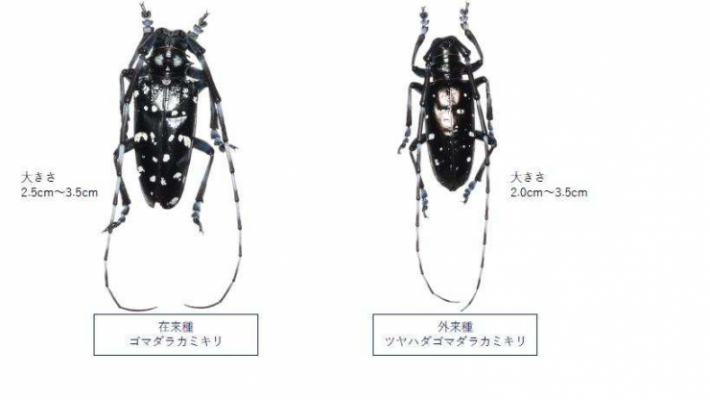 ツヤハダゴマダラカミキリ見分け方1