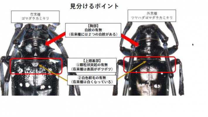 ツヤハダゴマダラカミキリ見分け方2