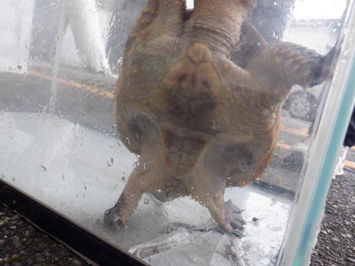 カミツキガメ写真のおなかが写ってる様子