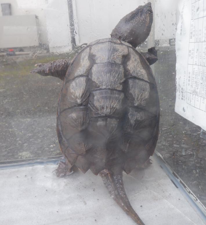 カミツキガメの甲羅が写ってる様子