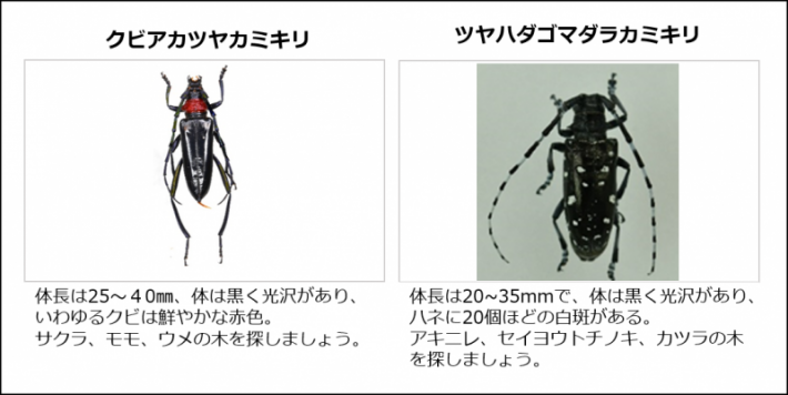 外来カミキリムシ2種見分け方