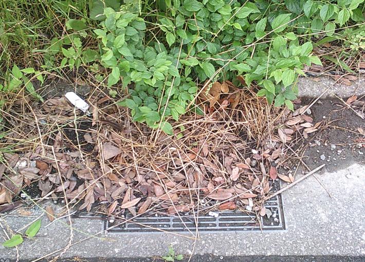 道路の排水溝の清掃前の落ち葉が堆積している画像です