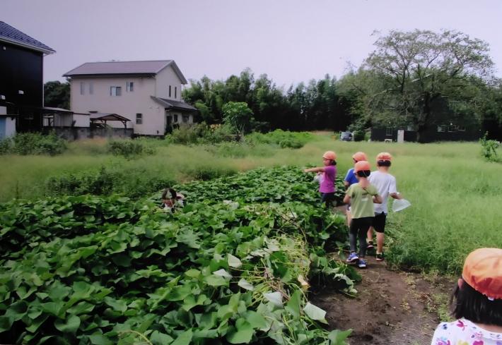 取手幼稚園の子どもたちが虫をとっている