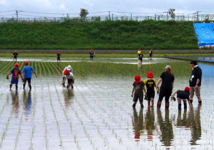 久賀小学校5年生田植え体験の様子