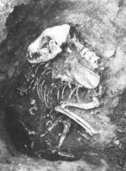 西方貝塚出土の犬の埋葬例
