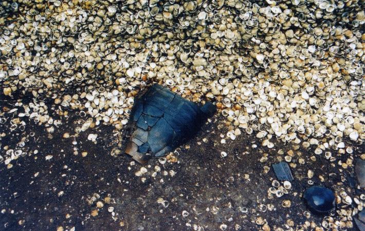 中妻貝塚から出土した土器の写真