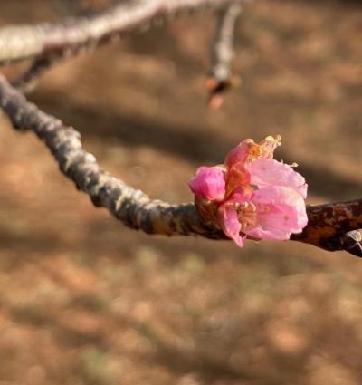 0214河津桜画像。枝に小ぶりな花を1輪咲かせた河津桜の枝。