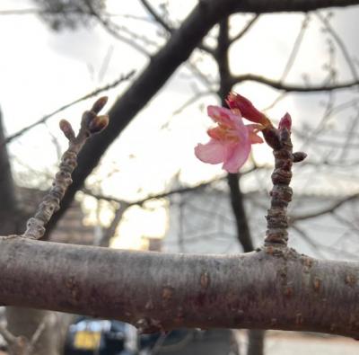 0215河津桜の写真。枝に直角に、天に向かって1輪の花をつけている。