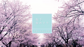 ふれあい道路の桜動画サムネイル画像