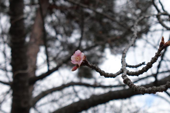 一輪の河津桜が左向きに咲いている様子