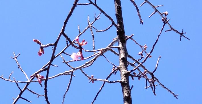 青空を背景に一輪の桜が枝についている写真