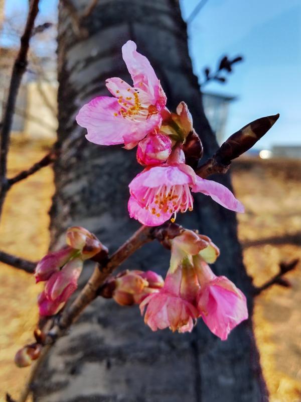 0222河津桜写真。開きかけの桜二輪と7つのつぼみが枝についている。