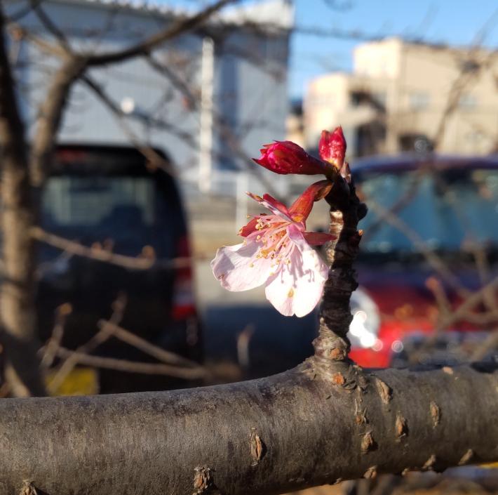 花弁が残り2枚になった河津桜の画像。枝に一輪花をつけ、さらにつぼみが2つついている。