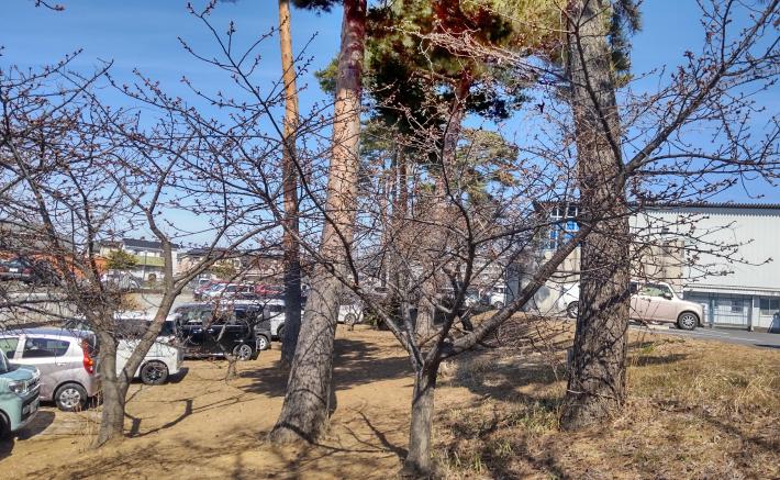 中央桜の木が一本と背後に幹の太い木が2本写っている。周りは駐車場で車が並んでいる。