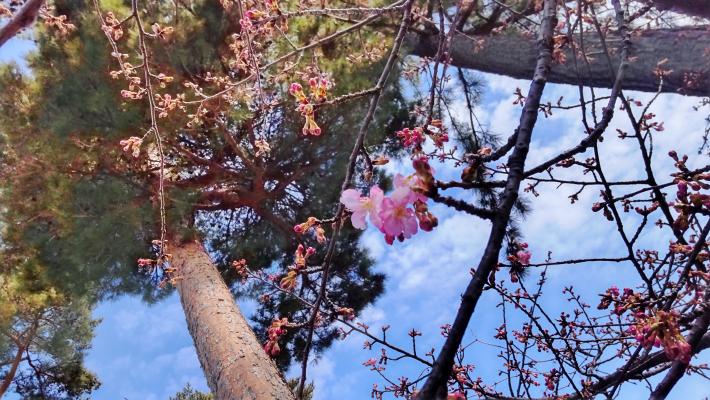 桜の枝を下から写した写真。大きいつぼみがいくつもつき、花も二輪ついている。