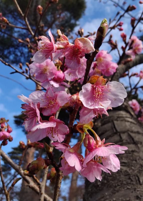 枝に桜の花が10個くらい密集してついている。
