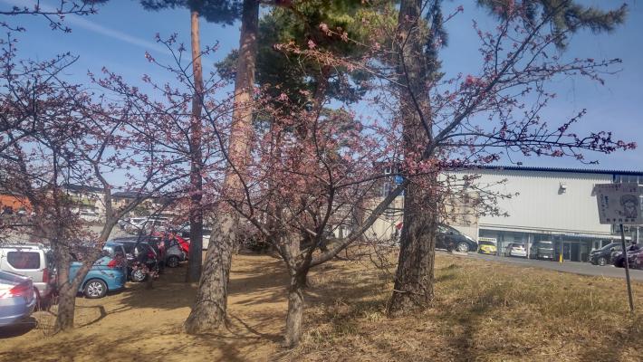 桜の木が中央に写っている。つぼみの膨らみが大きくなっている。所々咲いている花も見受けられる。