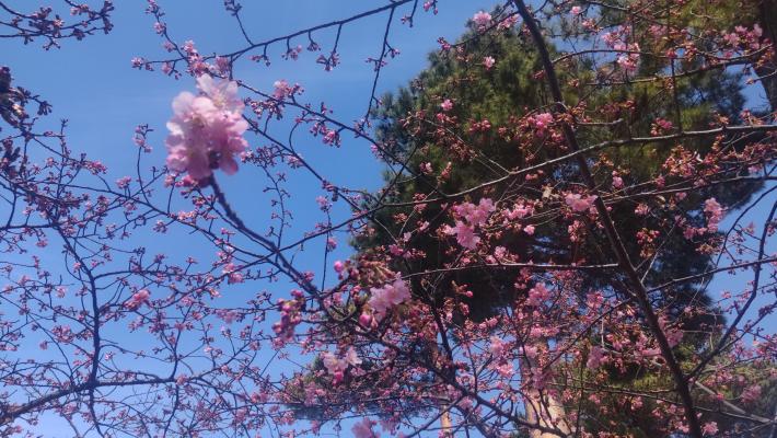 桜の木の枝の様子。ピンク色のつぼみが多くつき3カ所程度まとまって花を咲かせる枝もある。