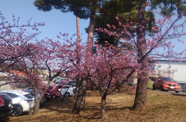 桜の木の写真。遠目から枝がピンク色に見えるほどつぼみが膨らんでいる