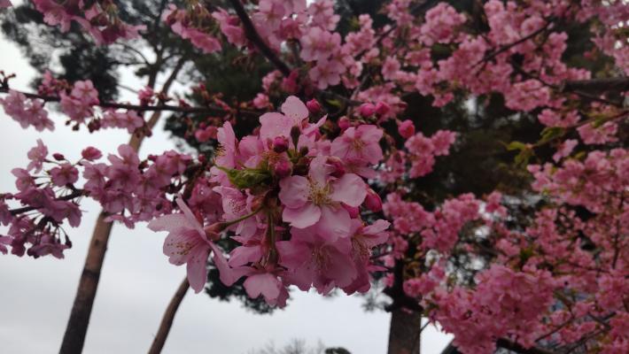 桜の花がたくさん咲いている写真。ところどころ葉も出ている。