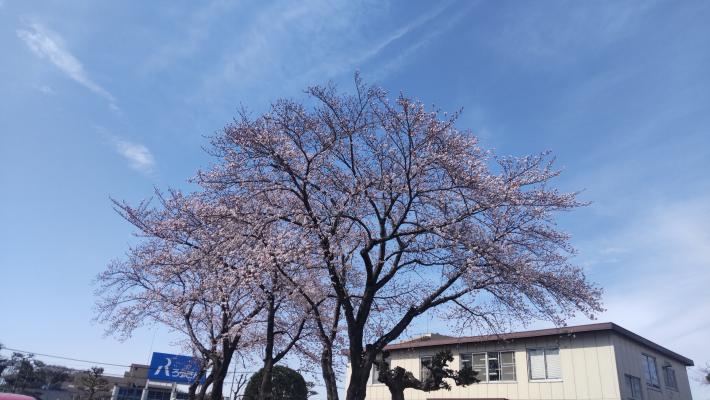 桜の木の画像。ぽつぽつと桜が咲いている。
