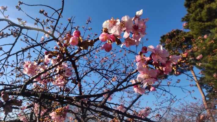 ピンク色の桜が多く枝の先に密集して咲いている。今にも咲きそうなつぼみも3輪ほどついている。