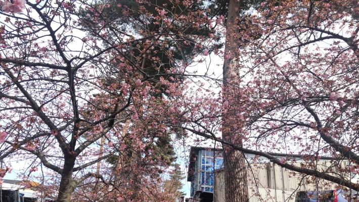 桜の枝が画像いっぱいに写った写真。枝にはピンクのつぼみがついている。