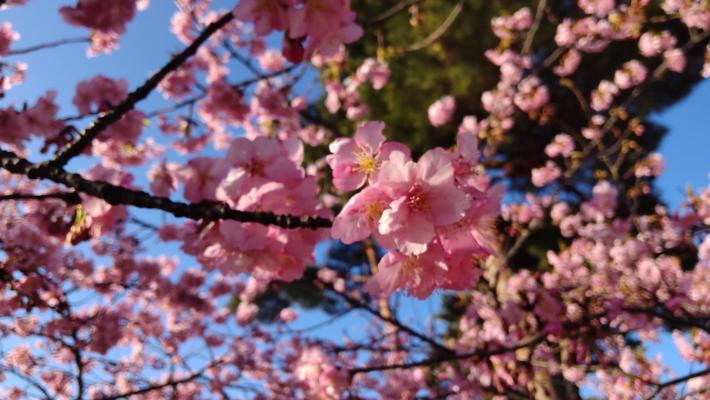 中央に5輪ほど花が集まって咲いている。背景にもたくさんの花が写っている。