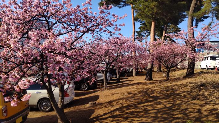 桜の木が5本ほど写っている。手前の木は満開に咲いている