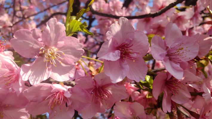 7輪ほどの桜が大きく写っている写真