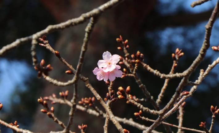 淡いピンク色の桜が3輪咲いている。周りには桜の木の枝が写っている。