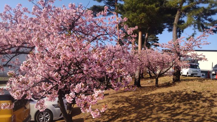 満開に咲いた桜の木が並んでいる写真。写真左手前から右奥に向かって、満開の桜の木が並んでいる
