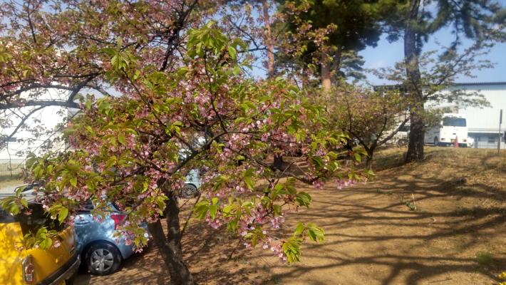 道路側から桜の木を撮影した画像。花よりも葉が多くなっている