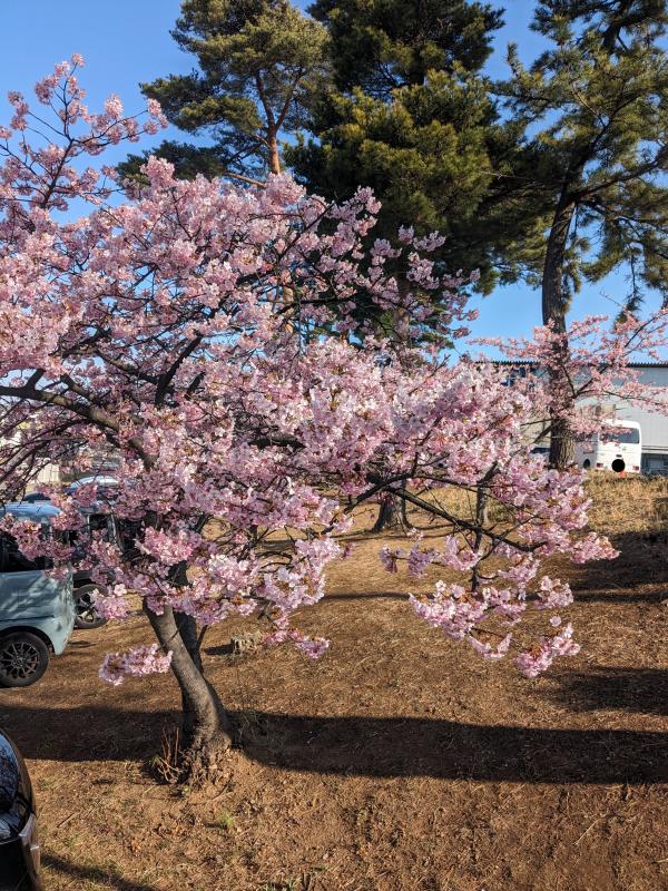 木全体。花が満開に開いている。