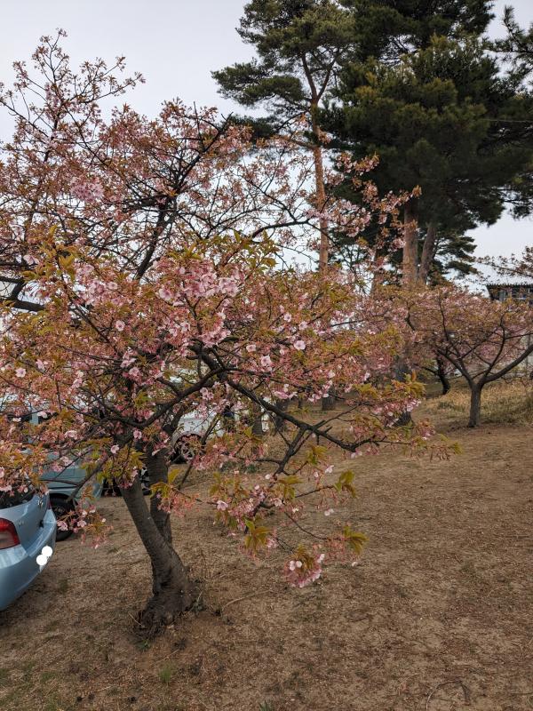 木が幹も含め全体的に写っている。花がほとんど散り、黄緑色の葉が伸びている