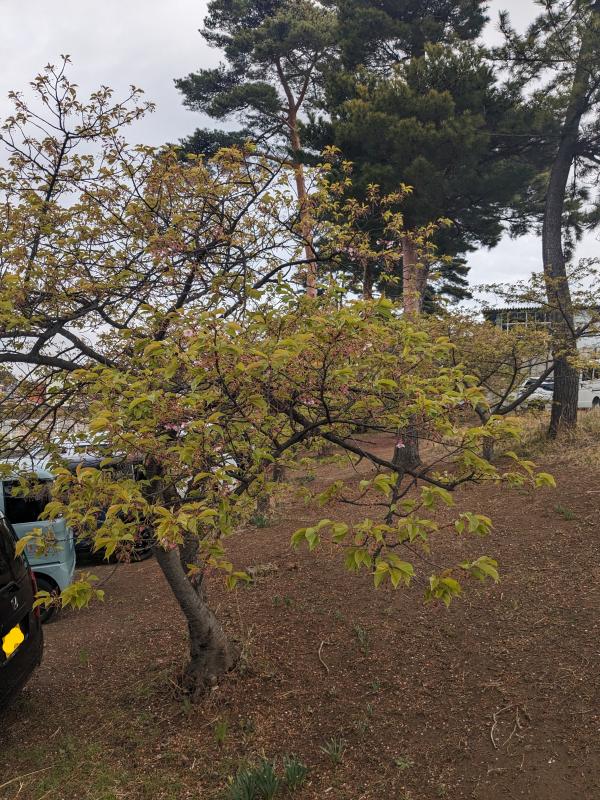 すっかり花が散り、葉がたくさんのびた河津桜の木全体が写っています