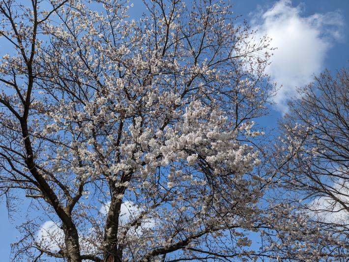 ソメイヨシノを撮影した写真。白っぽい花をたくさんつけている。5分咲き程度。