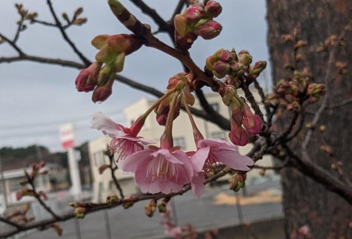 3輪の桜が下に垂れた状態で開花している。赤いつぼみが複数伸びている。