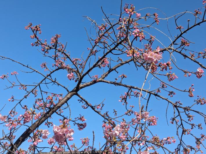 青空を背景に枝を下から撮影した画像。枝に複数のつぼみが付いており、咲いている花は少ない