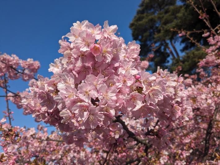 枝先についてる全てのつぼみの花が隙間なく開いている。