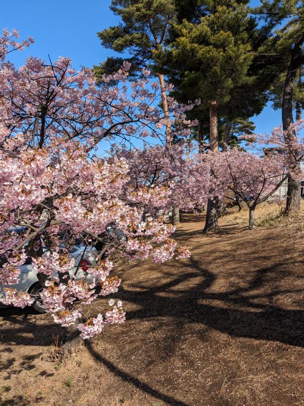 桜の木を遠くから撮影した画像。奥に並んでいる木も満開に咲いている。