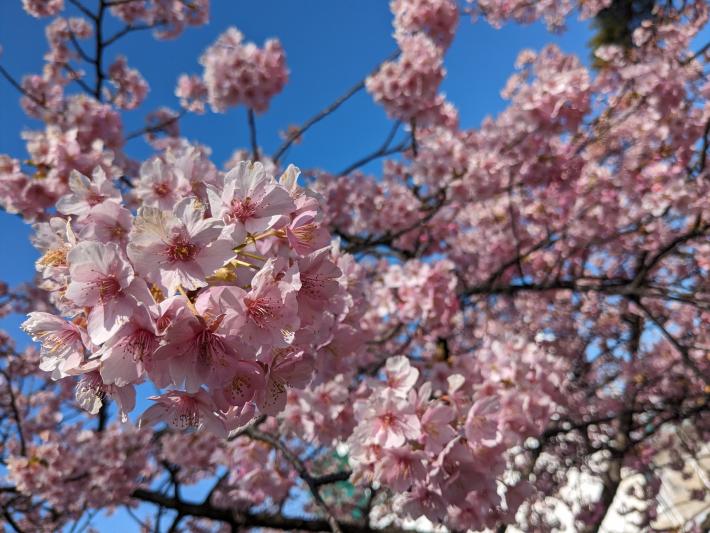 桜の花が隙間なく一面に写っている画像。画像上半分は青空がのぞいている。