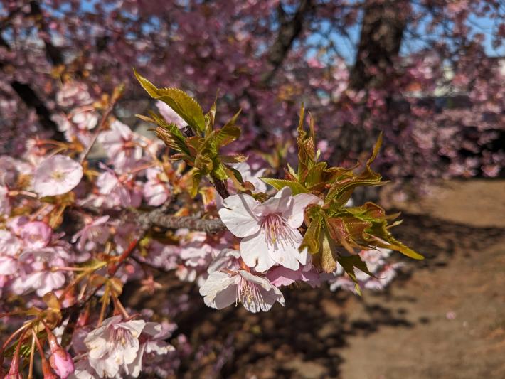 中央に開花した花が写っており、周り黄緑色の葉が伸びている。