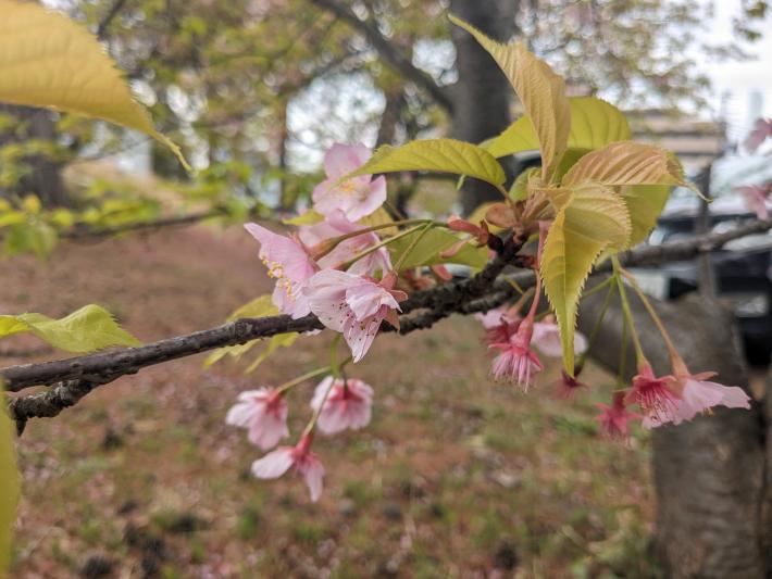 中央に6輪ほど桜の花が咲いています。画像右上には葉が写っています