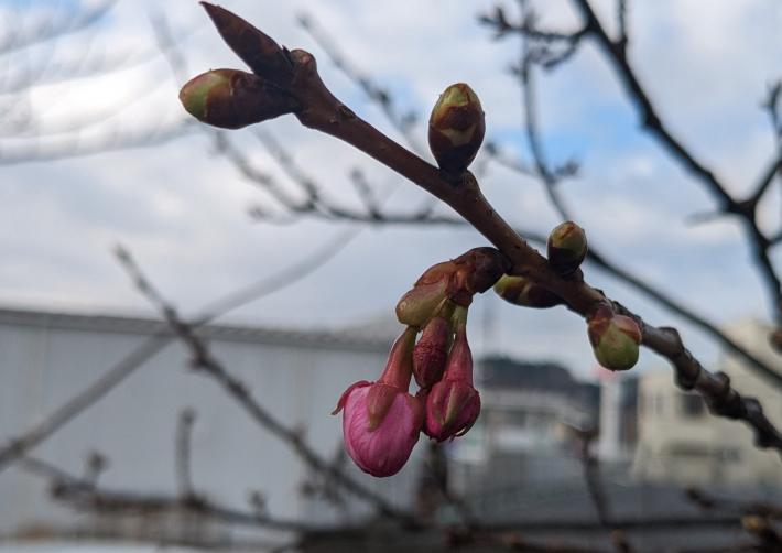 中央の逆三角のような形をしているつぼみから、花びらが見えている