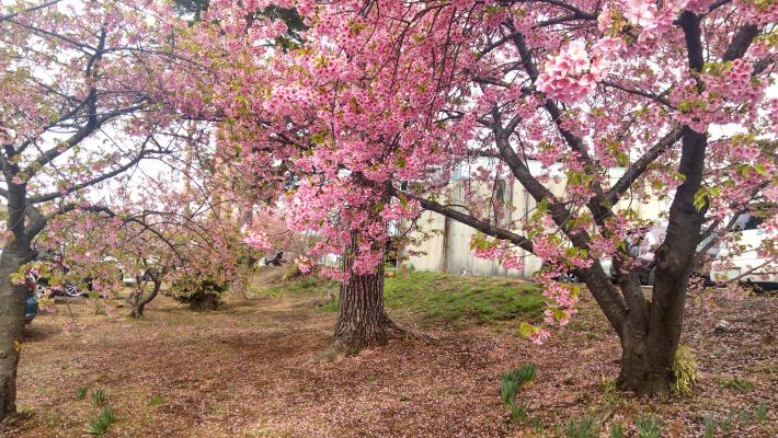 桜の木が2本写っている。桃色の桜がたくさん咲いている。ところどころ葉が出てきている